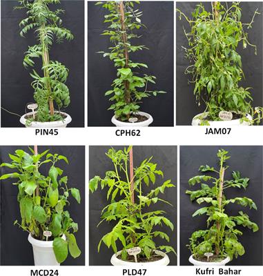 Screening of wild species and transcriptome profiling to identify differentially regulated genes in response to late blight resistance in potato